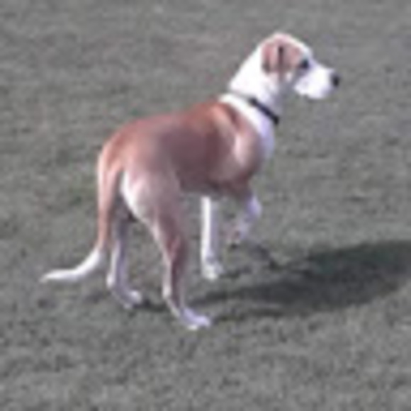 Meet your Posher, Denise - Picture 1 of 1